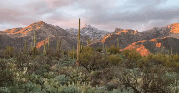 Thriving Tucson dental practice with 7 operatories, ready for growth